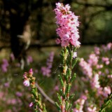 0309F 45 Heide noerdlich Eschede